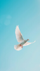 Fototapeta premium A white pigeon soars gracefully through the blue sky. Generative AI