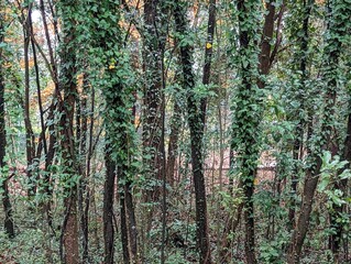 inside of forest with ivy. Parasite plants taking over a forest. Wild jungle woods are covered by ivy.