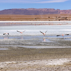 Bolivia, Laguna Kollpa in Avaroa National Park. Flamingos looking for food in the lagoon water. Paja Brawa grasses on the shore of the lagoon.