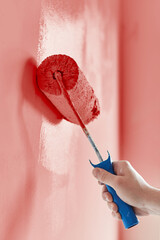 Close-up on the hand of a man who is painting a wall hot pink with a paint roller. Painting apartment, renovating with hot pink color paint.