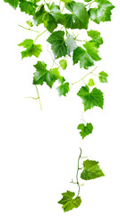 Ivy Leaves Isolated on White Transparent Background, PNG
