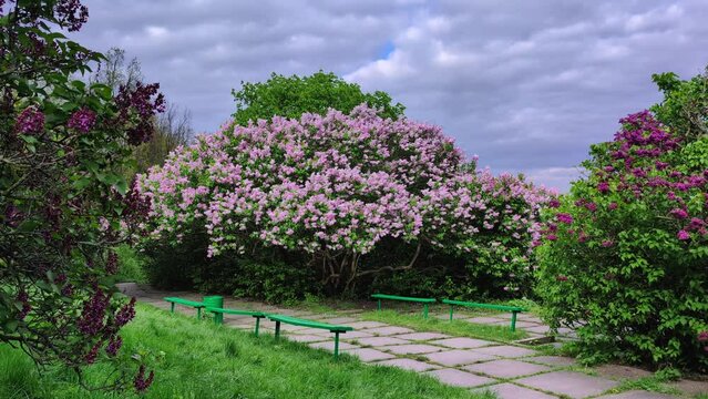 Sprawling flowering lilac bush in spring