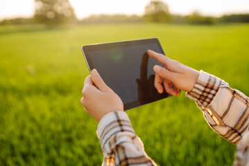 Smart agriculture.  A woman agronomist checks the quality of the crop using a digital tablet  on a green wheat field