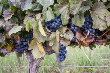 Bright green-leafed vines with violet grapes are part of a large vineyard high on the mountainside...