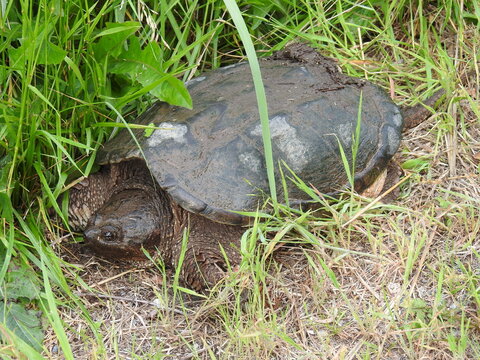 A common snapping turtle crawling slowly across the ground, through the wetland vegetation. Bombay Hook National Wildlife Refuge, Kent County, Delaware. 