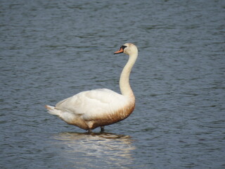 A mute swan standing in the waters of the Bombay Hook National Wildlife Refuge, Kent County, Delaware. 