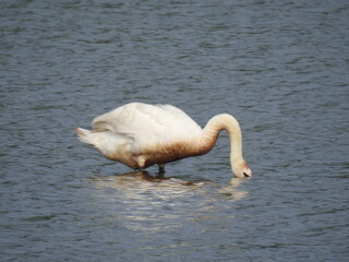 A hungry mute swan foraging the wetland waters for aquatic plants and invertebrates to eat. Bombay...