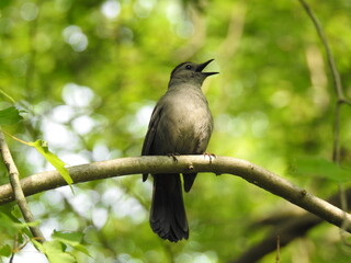 A gray catbird perched on a branch, singing a lovely tune. Bombay Hook National Wildlife Refuge, Kent County, Delaware. 