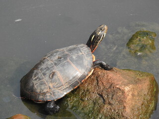 Eastern painted turtle perched on a rock, basking in the warmth of the sun. Bombay Hook National Wildlife Refuge, Kent County, Delaware. 