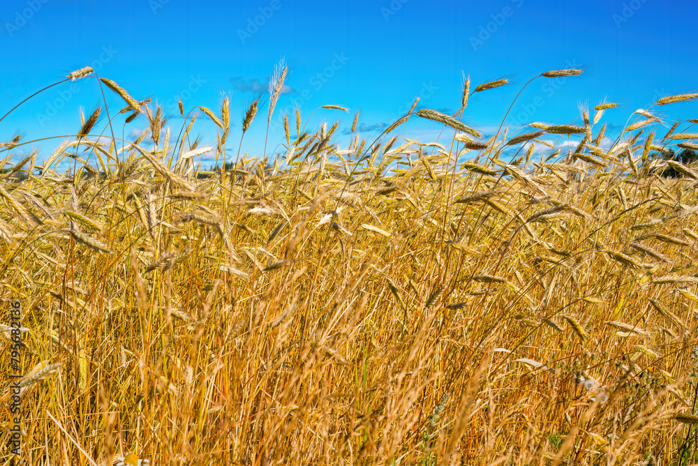 Wall mural golden wheat field