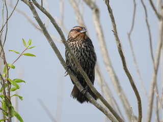 A female, black-winged blackbird perched on a branch at the Bombay Hook National Wildlife Refuge, Kent County, Delaware. 