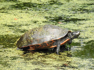A northern red-bellied cooter turtle basking in the sun, within the wetlands of the Bombay Hook National Wildlife Refuge, Kent County, Delaware.