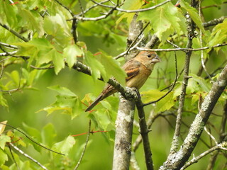 A female, blue grosbeak, perched in a tree, within a woodland forest. Bombay Hook National Wildlife Refuge, Kent County, Delaware. 
