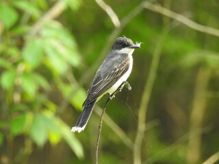 Eastern kingbird with a feather in its beak, perched on a thin branch, within the woodlands of the Bombay Hook National Wildlife Refuge, Kent County, Delaware. 