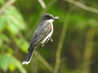 Eastern kingbird with a feather in its beak, perched on a thin branch, within the woodlands of the Bombay Hook National Wildlife Refuge, Kent County, Delaware. 