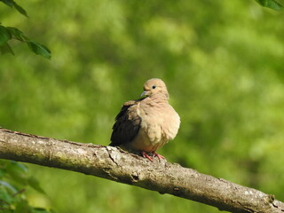 A mourning dove perched on a branch, within the woodland forest of the Bombay Hook National Wildlife Refuge, Kent County, Delaware. 