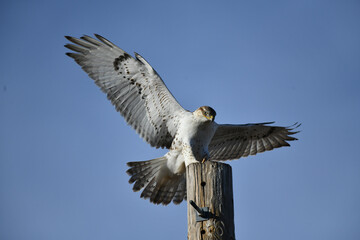 Hawk Landing On Pole