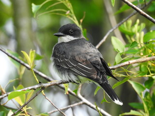 Eastern kingbird perched on a branch, within the woodland forest of the Bombay Hook National Wildlife Refuge, Kent County, Delaware. 
