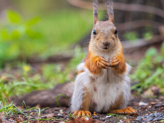 Squirrel eats a nut while sitting in green grass. Eurasian red squirrel, Sciurus vulgaris