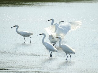 The behavior of snowy egrets during mating season is quite a sight. These majestic birds put on...