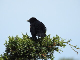 A red-winged blackbird perched on a juniper, under a blue sky. Bombay Hook National Wildlife Refuge, Kent County, Delaware.