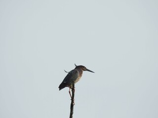 A green heron perched high, at the very top of a tree. Bombay Hook National Wildlife Refuge, Kent County, Delaware.    