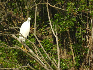 A snowy egret perched in a tree at the Bombay hook National Wildlife Refuge, Kent County, Delaware. 