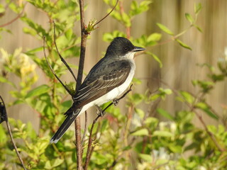 Eastern kingbird perched on a branch within the woodland forest of the Bombay Hook National Wildlife Refuge, Kent County, Delaware. 