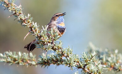 bird on a branch