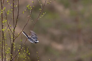 wagtail flying in the wild