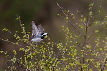 wagtail flying in the wild