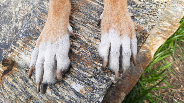Dog front paws close up Banner. Forelimbs with white socks. Mongrel dog with socked mark paws lies on stone tiles. Nail trimming. Animal claw care, health care.