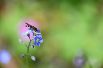 A hoverfly feeding on a blue forget-me-not flower.