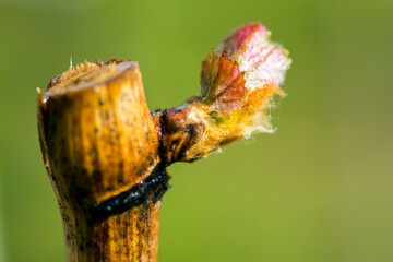 Grapevine Budbreak Vineyard Okanagan Valley