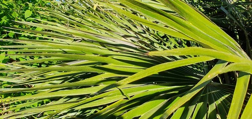 Green palm leaf close-up. Tropical plant palm background. Striped palm leaf in the sun. Green natural background.