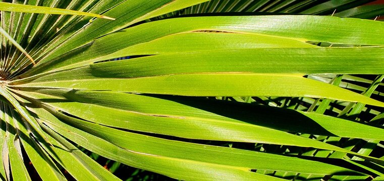 Green palm leaf close-up. Tropical plant palm background. Striped palm leaf in the sun. Green natural background.
