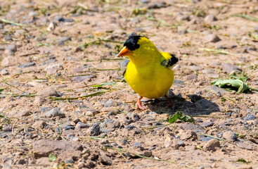Goldfinch standing on ground