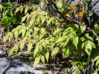 Rubus queenslandicus, Rubus idaeus leaves