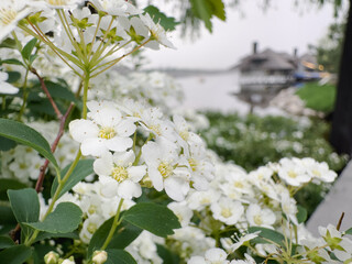 Close-up of white flowers blooming on the shore of a calm lake. In the background is a blurry image of a house on the other side of the lake