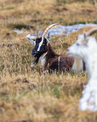 Herd of Llandudno Kashmiri Goat lounging in a field on The Great Orme in North Wales. United Kingdom
