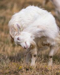 Llandudno Kashmiri Goat stretching in a field on The Great Orme in North Wales. United Kingdom