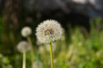 Close-up of a white dandelion sunray come through 