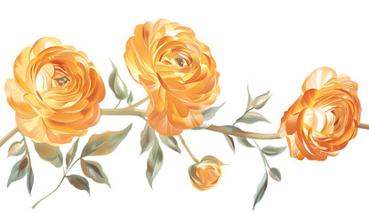 A bunch of orange ranunculus flowers on white background