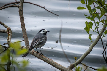 a white wagtail sits on a branch on the lake shore