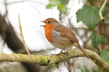 Fototapeta premium Singer