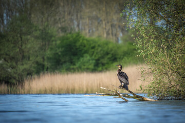 a cormorant sits on a branch on the shore of a lake