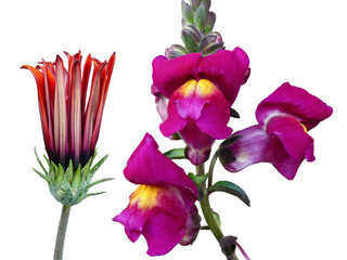 violet Antirrhinum majus-Flowers and Gazania linearis flower HD closeup transparent background. PNG