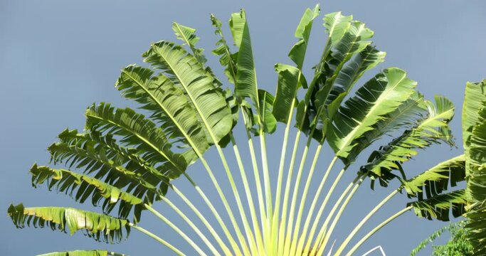 Ravenala madagascariensis, aslso known as Traveller's tree.