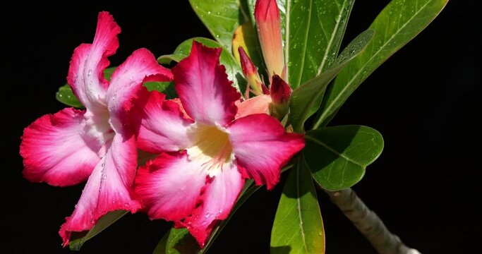 Adenium flowers, Guadeloupe, West Indies, 