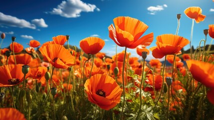 Obraz premium A field of bright orange poppies stands out against a blue sky with fluffy white clouds.